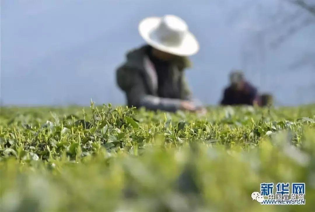 富硒贡茶是哪里的