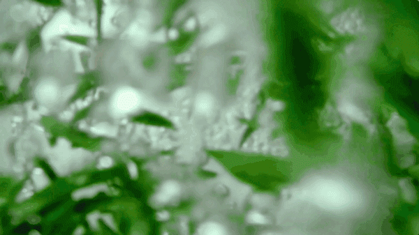 富硒贡茶是哪里的