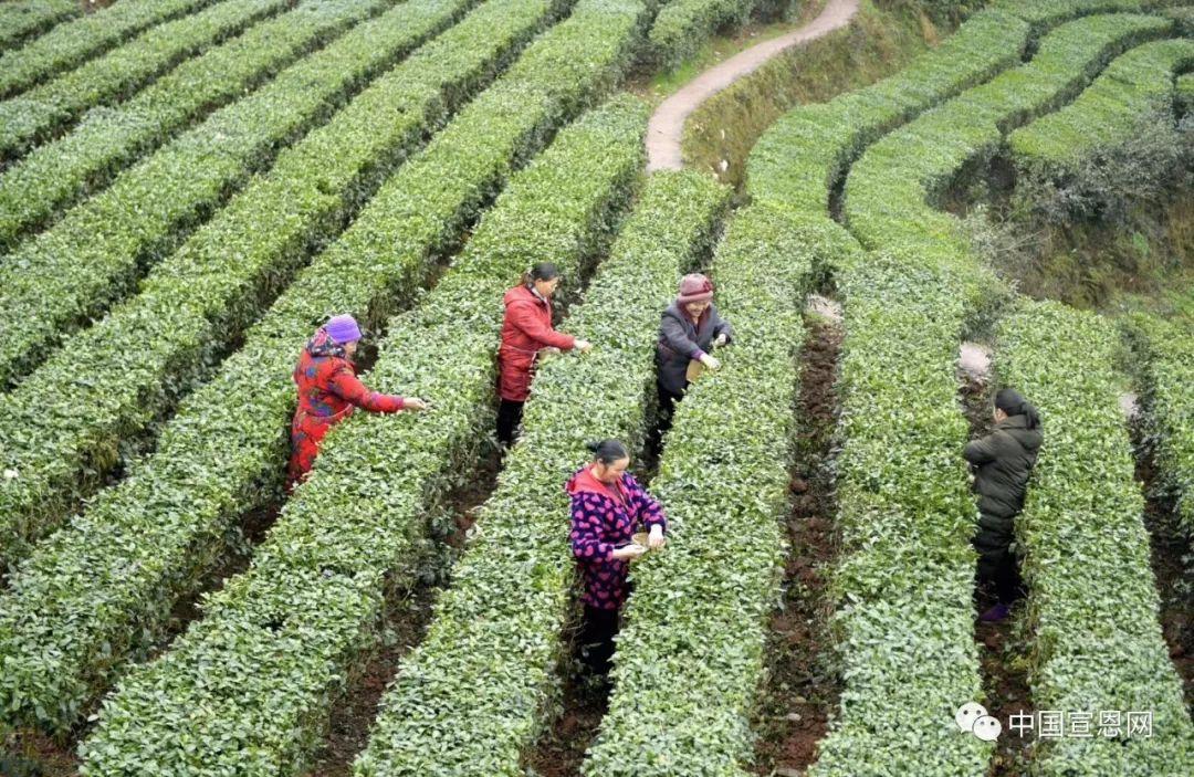 富硒贡茶是哪里的