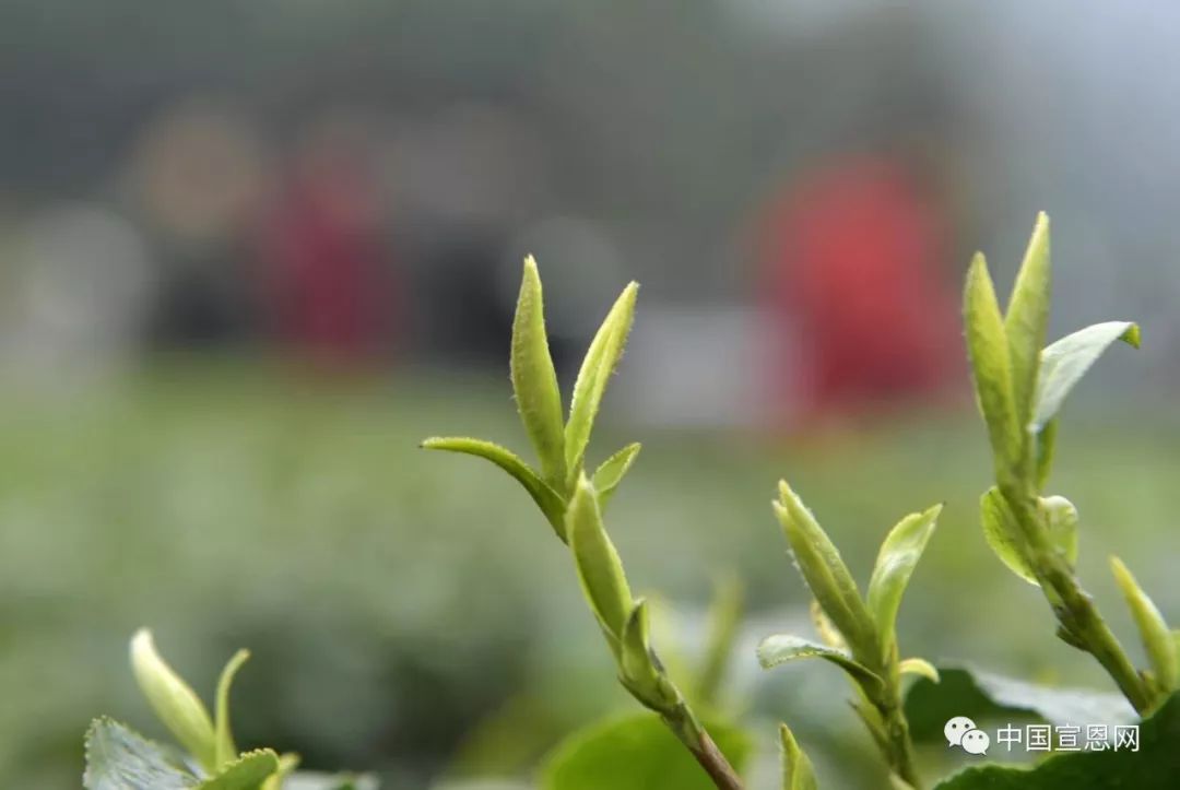 富硒贡茶是哪里的