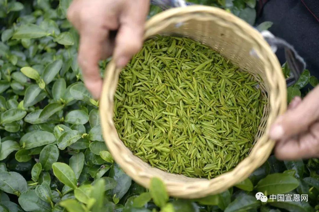 富硒贡茶是哪里的