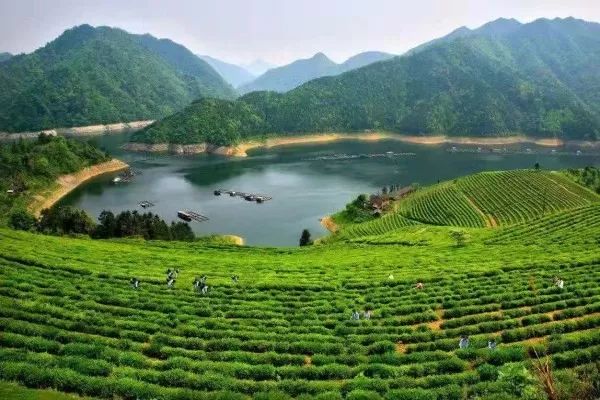 湖南安化富硒黑茶