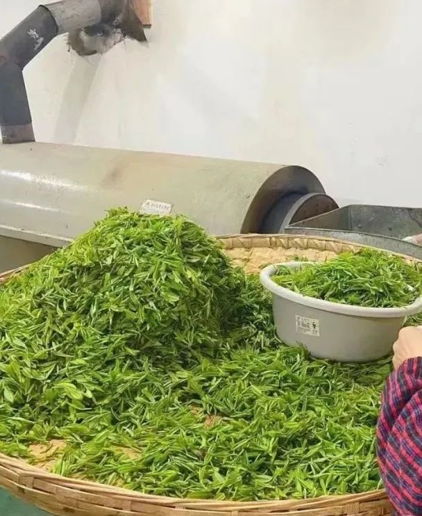紫阳富硒茶硒姑娘