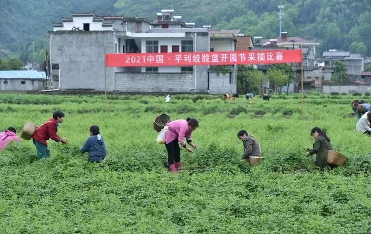 安康富硒茶 脱贫