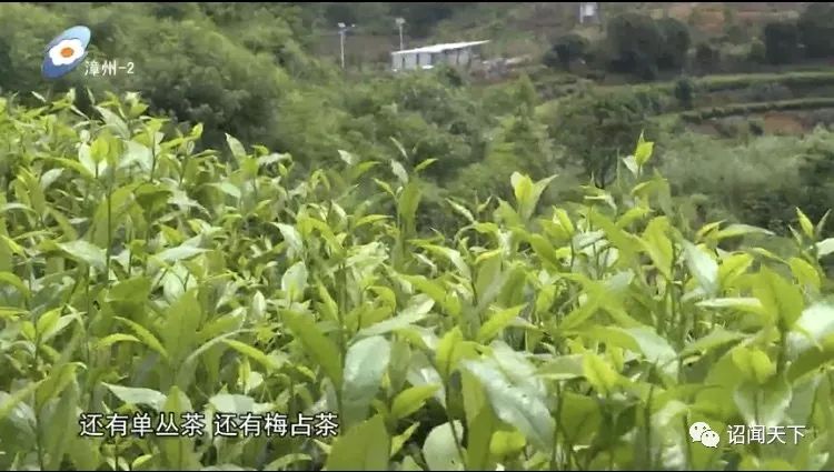有机富硒茶 诏安