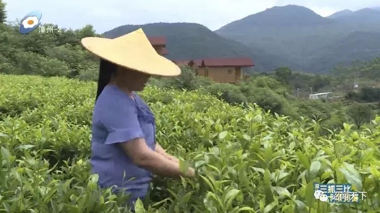 有机富硒茶 诏安