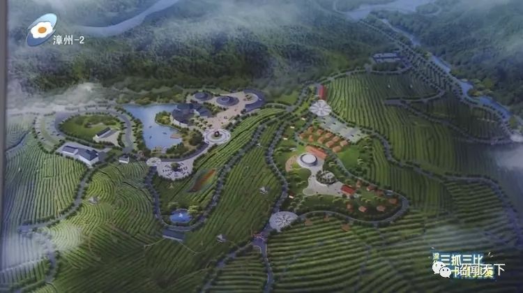 有机富硒茶 诏安