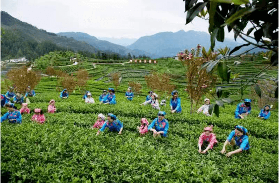 万源茶：茶马古道上的璀璨明珠