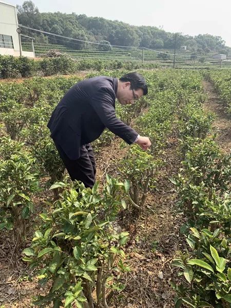 漳州 富硒有机茶