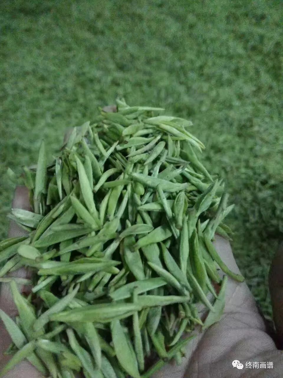 紫阳富硒茶 有机