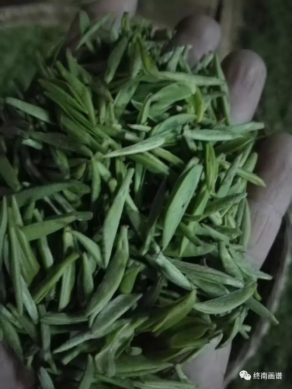 紫阳富硒茶 有机