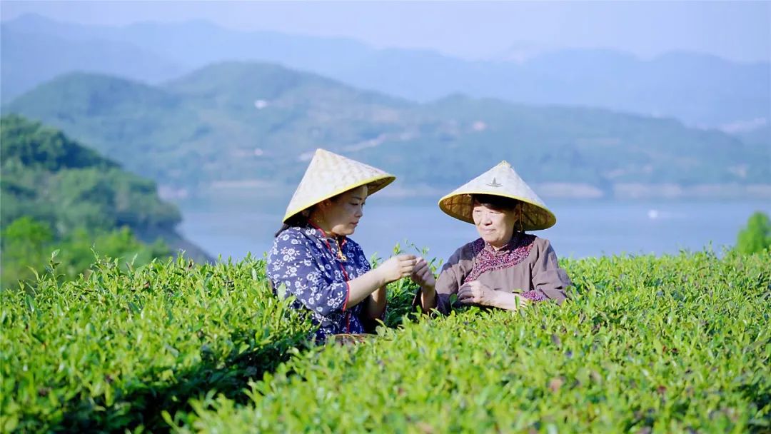 安康 富硒茶产业