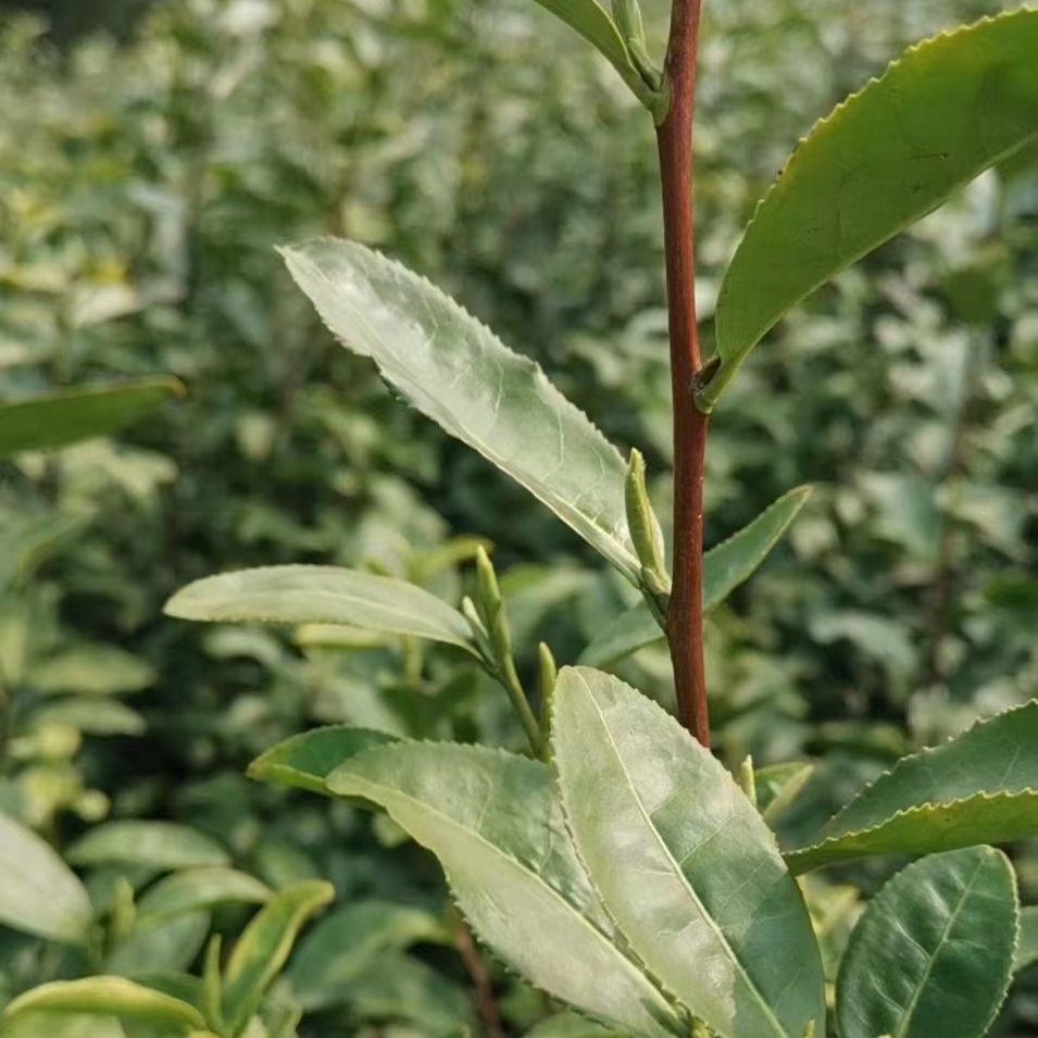 好喝的富硒茶费用
