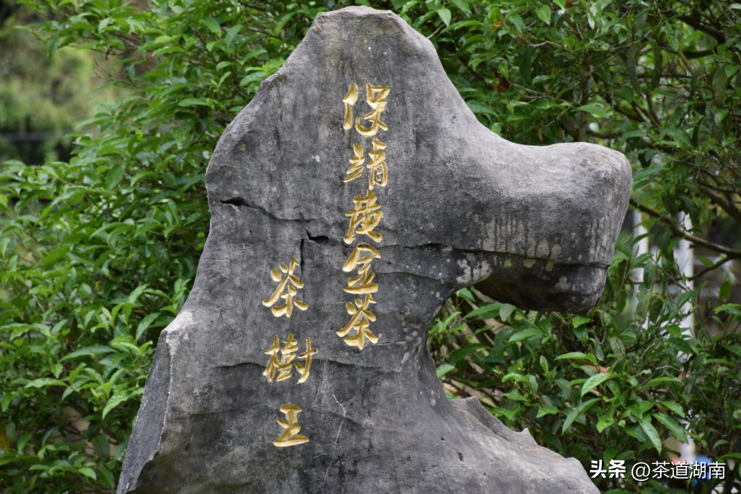 湖南清冽的富硒茶