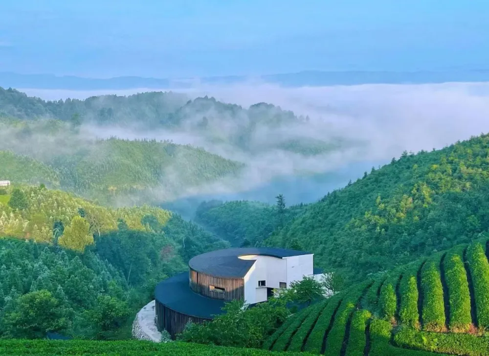 开阳田坎村富硒茶