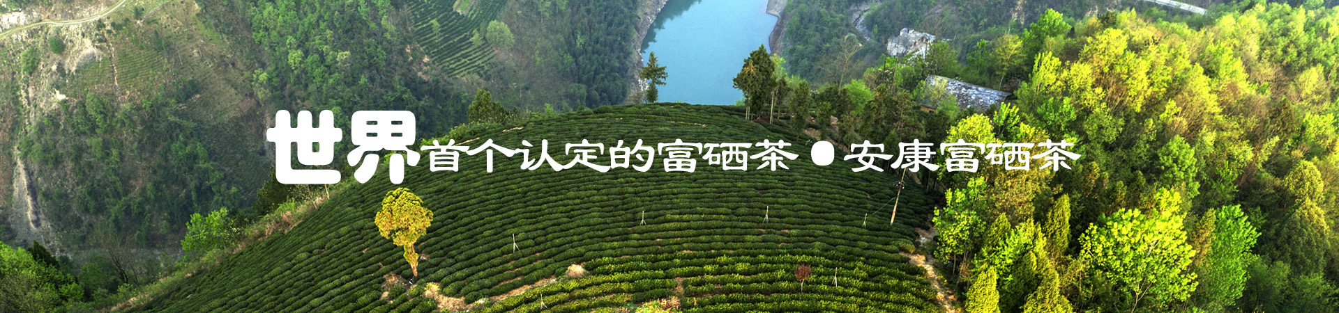 醇厚的富硒茶企业