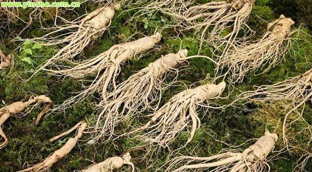 富硒藤茶：真实存在还是虚假宣传？如何正确饮用及植物来源解析