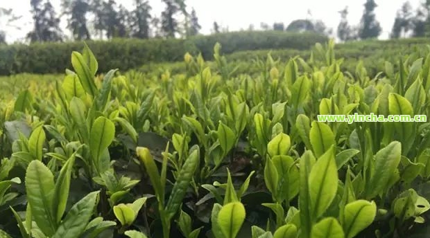 富硒藤茶：真实存在还是虚假宣传？如何正确饮用及植物来源解析