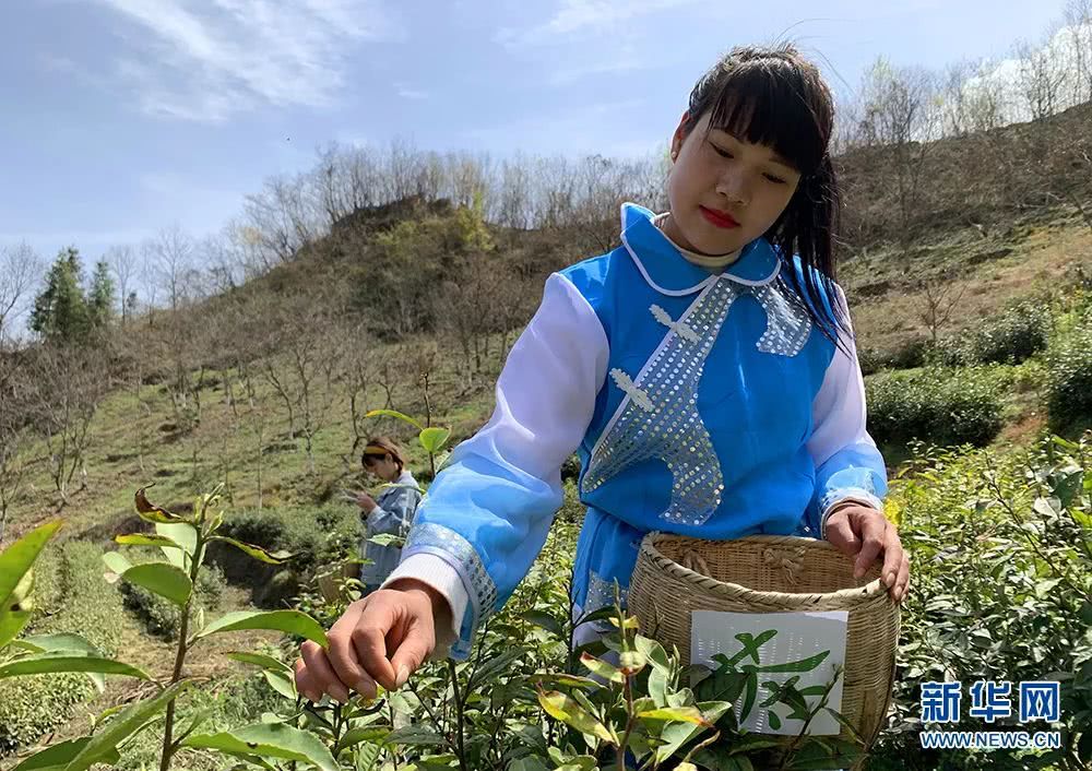 陕西最好的富硒茶