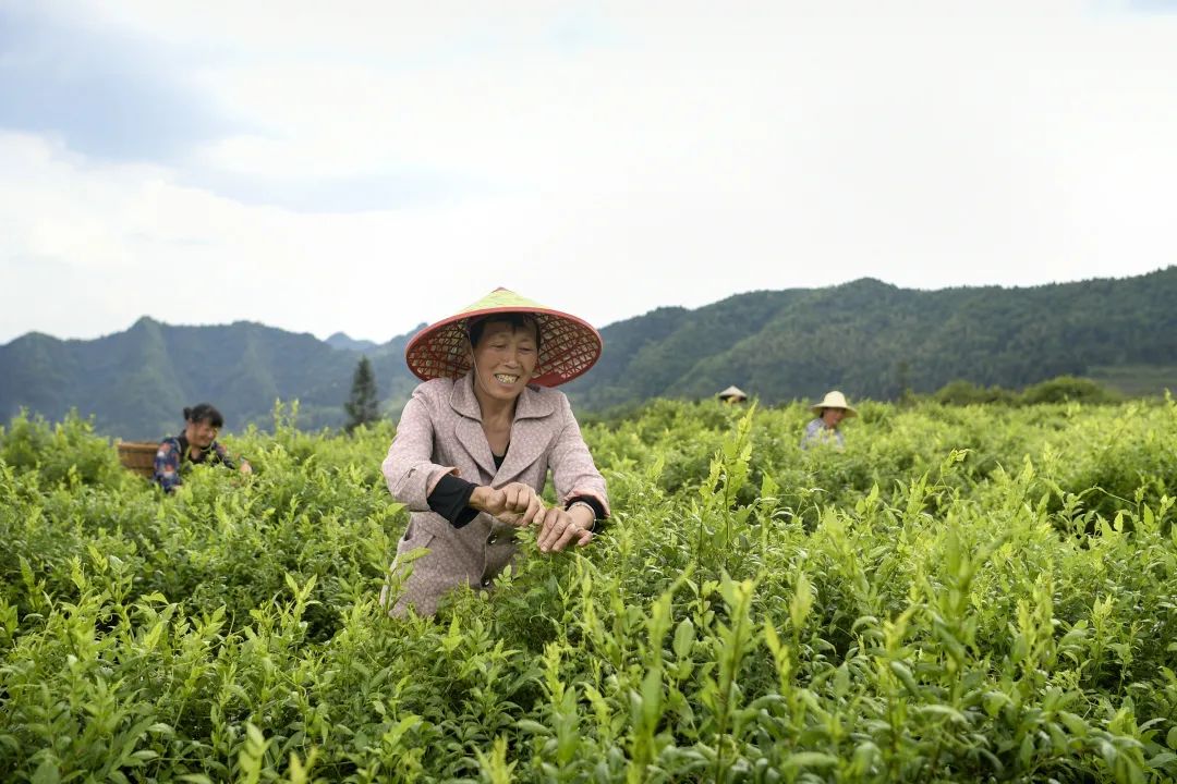 湖北恩施富硒抹茶