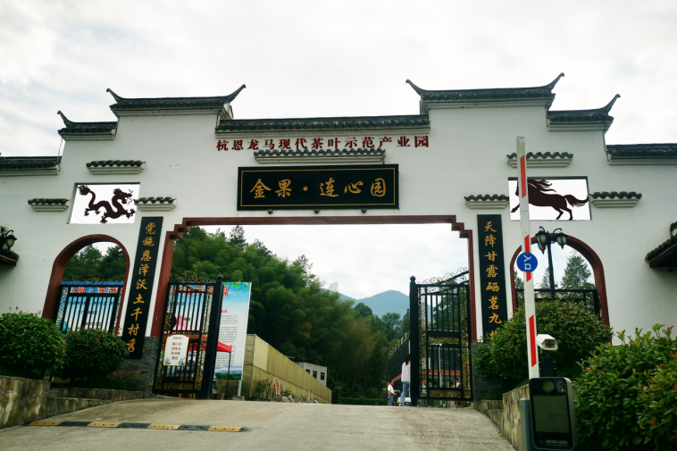 湖北恩施富硒抹茶