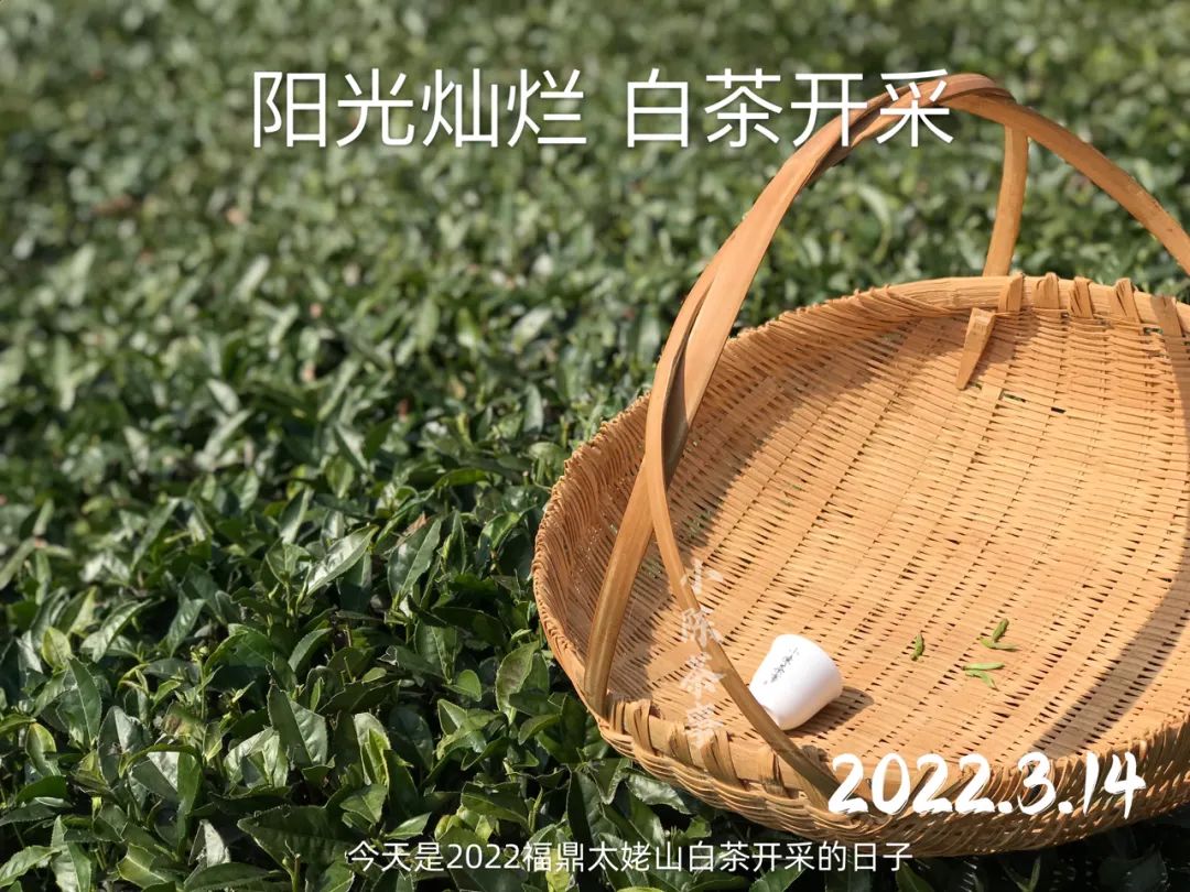 云南富硒白茶散茶