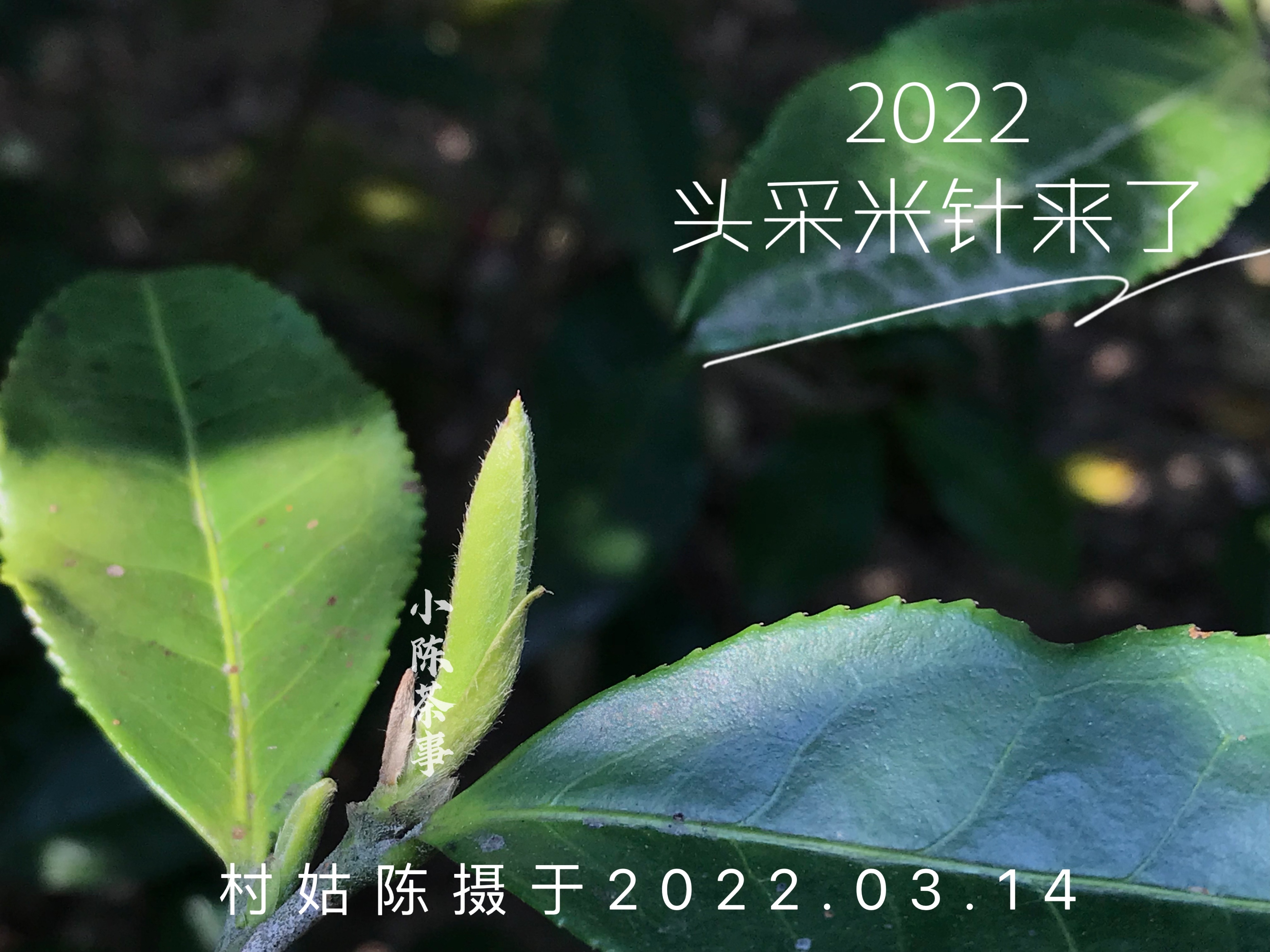 云南富硒白茶散茶