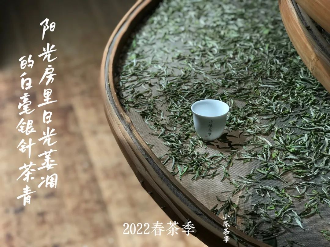 云南富硒白茶散茶