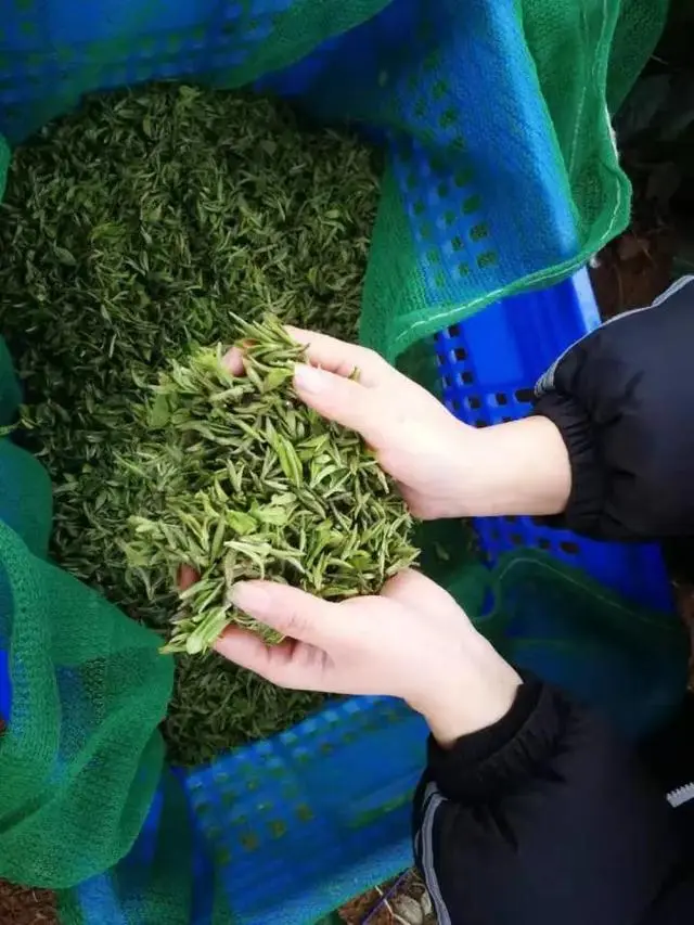 水城春天然富硒茶