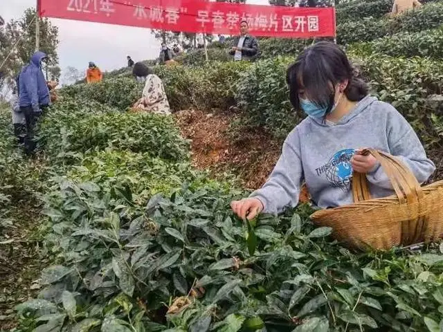水城春天然富硒茶