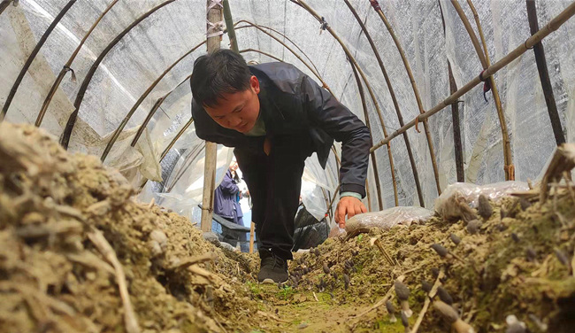 山旮旯富硒茶价格