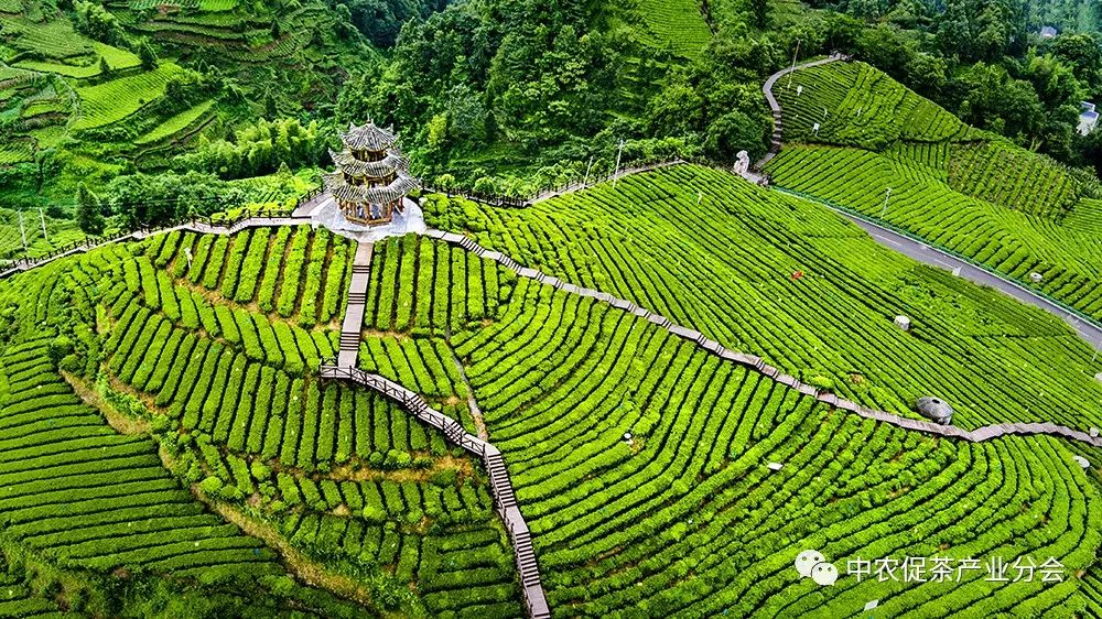 湖北特产富硒贡茶