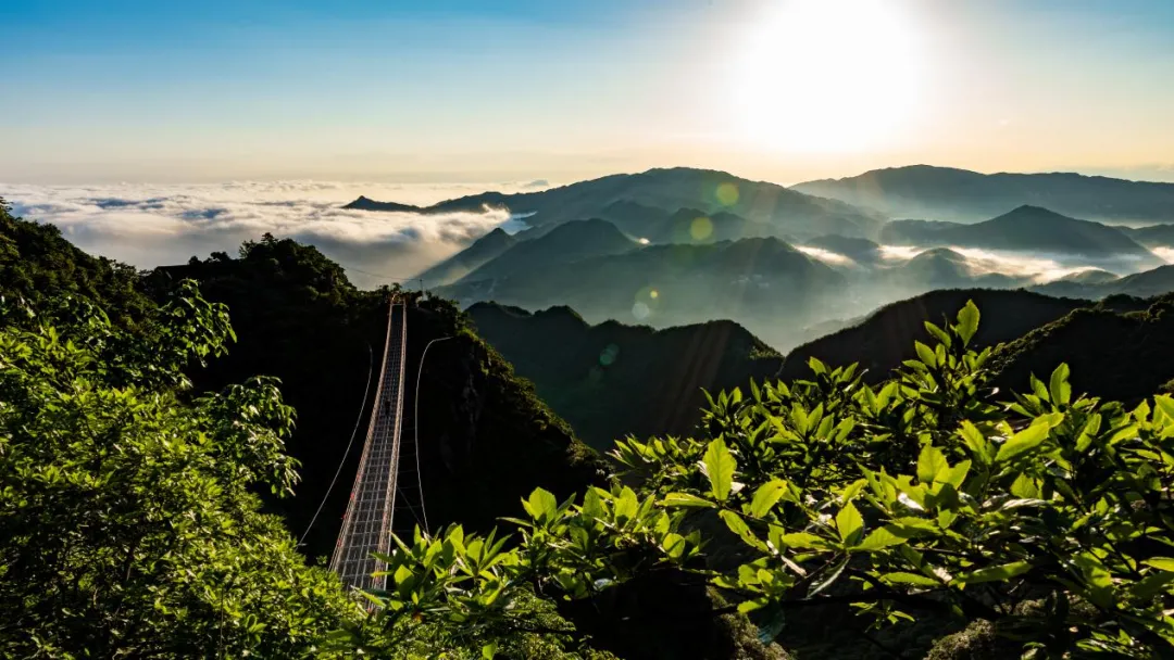 新化天门富硒寒茶