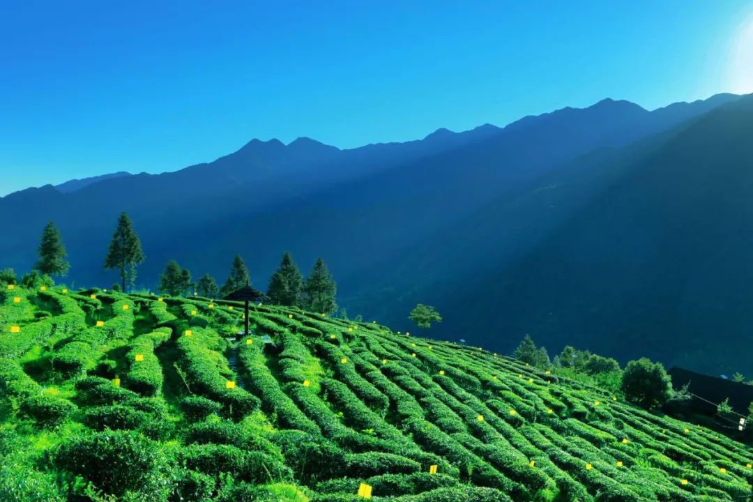 新化天门富硒寒茶