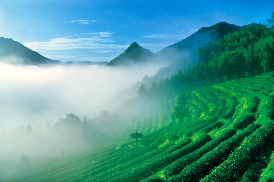 新化天门富硒寒茶