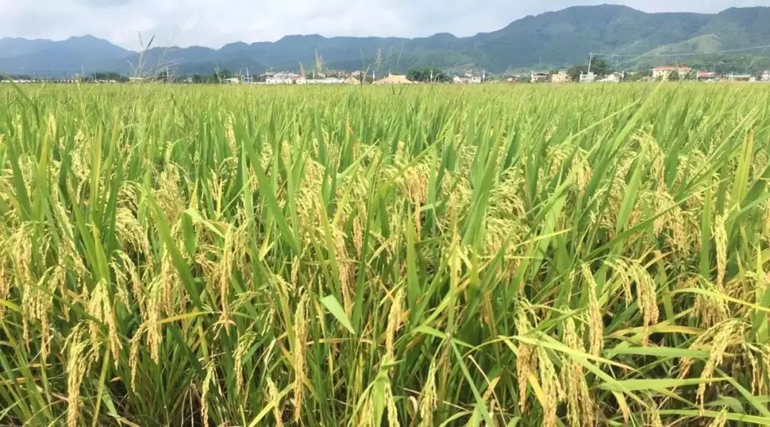 富硒叶茶定制费用