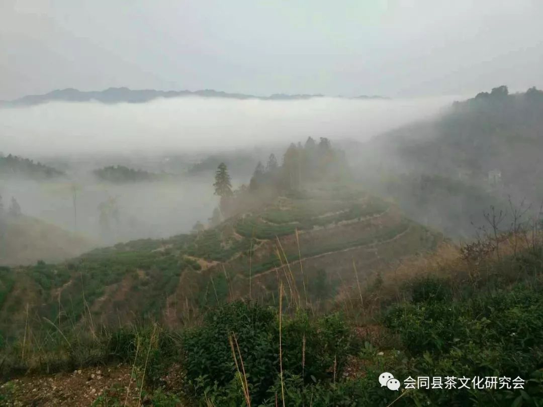 福建富硒茶哪里买