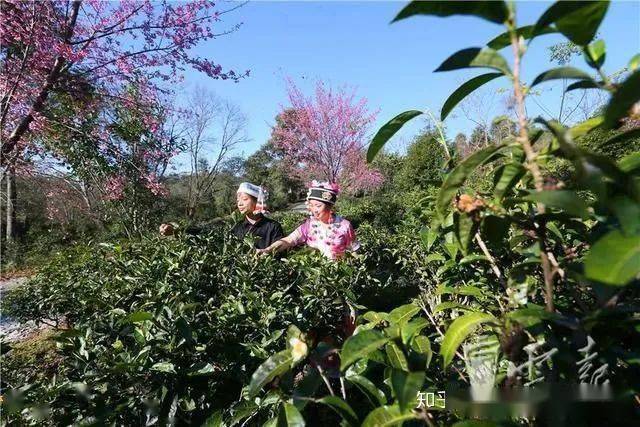 富硒藤条茶怎么泡