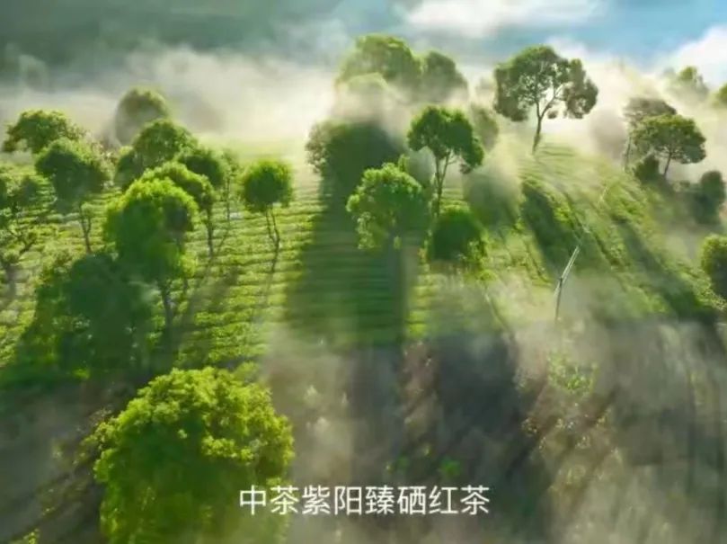 紫阳富硒茶有什么