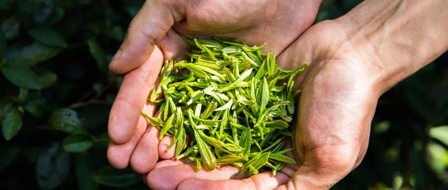 福建富硒茶哪里买
