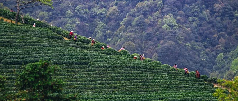 福建富硒茶哪里买
