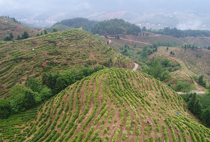 富硒茶叶