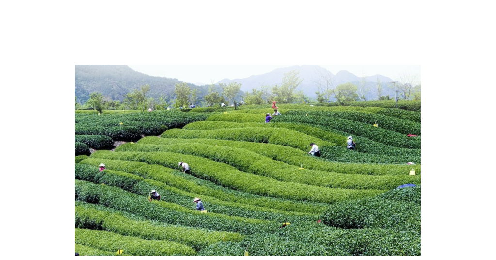什么茶含富硒多糖