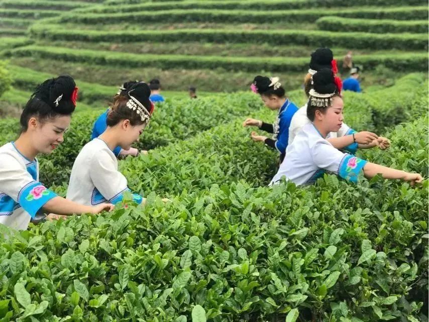 彭州凤阳富锌硒茶