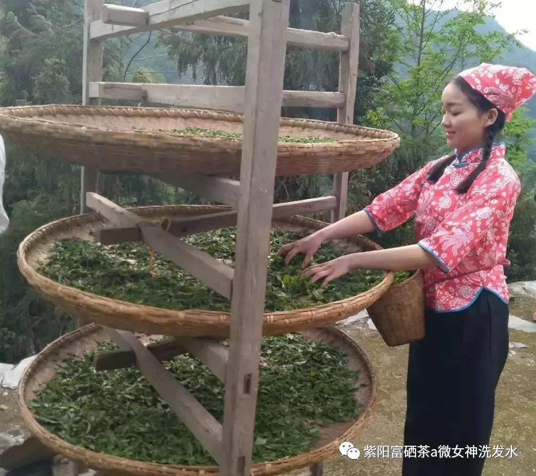 富硒清明茶的价格
