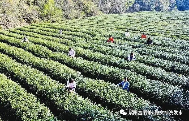 富硒清明茶的价格