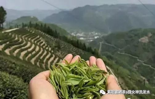 富硒清明茶的价格