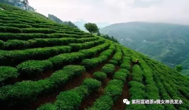 富硒清明茶的价格