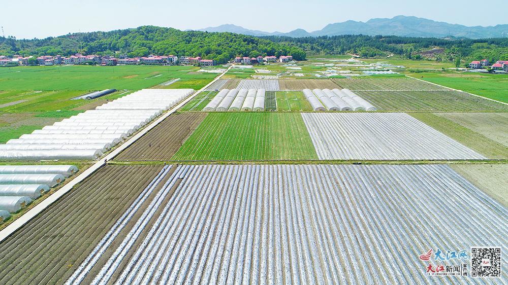 绍兴凤阳富锌硒茶