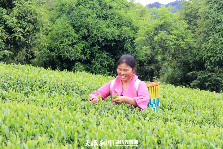 彭州凤阳富锌硒茶